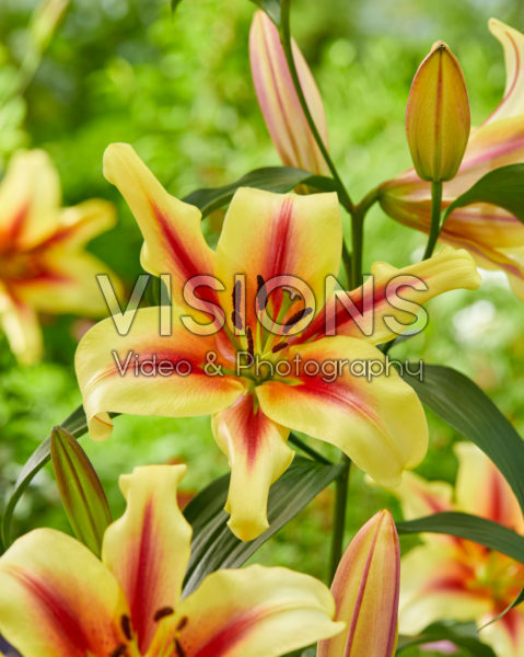 Лилия от-гибрид Лавон